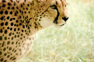 cheetah-831572_640